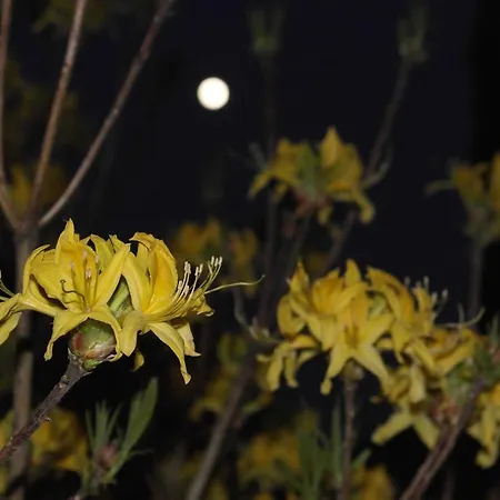 艾尔特沃特旅馆 旅馆 艾尔特湖