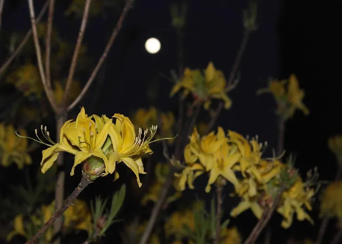 شباب بيت شباب إلتيرووتر