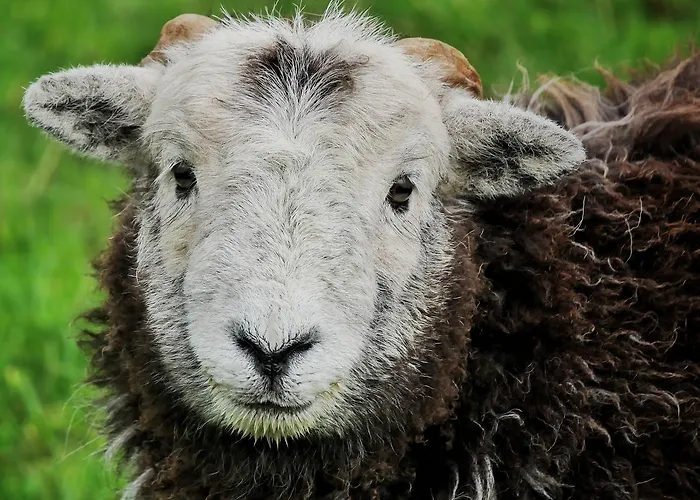 شباب بيت شباب إلتيرووتر