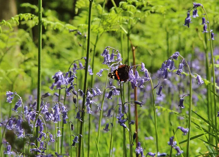 شباب إلتيرووتر